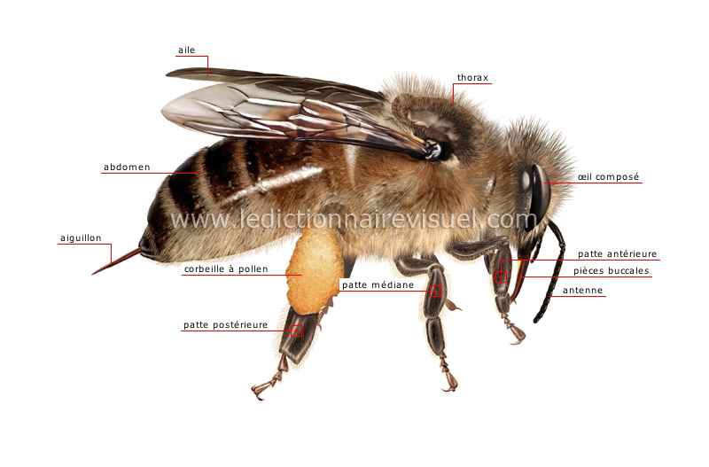 L'abeille artificielle - Élevage et Cultures